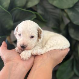 Aster (Blue) - Parti male Goldendoodle puppy in Payson, Utah from Life_on. Paws