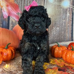 Pink Collar - Black female Goldendoodle puppy in Waterford, California from Windy Hill Doodles