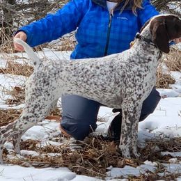German Shorthaired Pointer All Grown Up from Westpointe