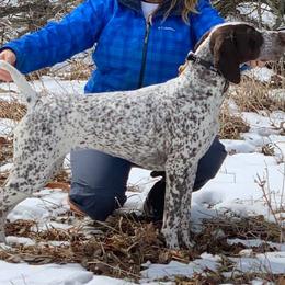 German Shorthaired Pointer All Grown Up from Westpointe