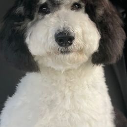 Bernedoodles and Goldendoodles from Quartz Mountain Doodles