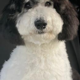 Bernedoodles and Goldendoodles from Quartz Mountain Doodles