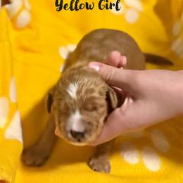 Goldendoodle Puppies from Mini Goldendoodles
