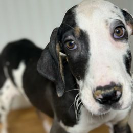 Faith - Harlequin female Great Dane puppy in Hutchinson, Kansas from Dappled Danes