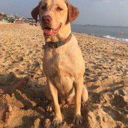 Beagle and Labrador Retriever All Grown Up from Sagebrush Labradors and Beagles