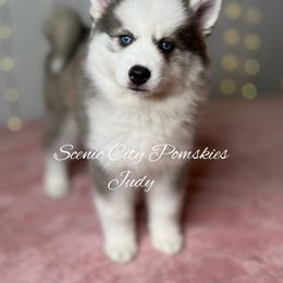 Judy - Blue female Pomsky puppy in Rossville, Georgia from Scenic City Pomskies