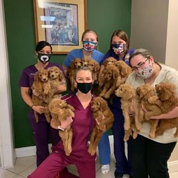 Goldendoodle Puppies from Poppy's Puppies