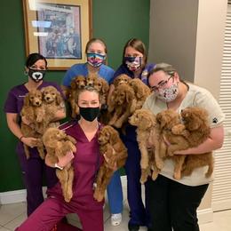 Goldendoodle Puppies from Poppy's Puppies