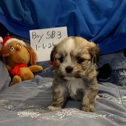 Boy S3 - Grizzle male Lhasa Apso puppy in Norman, Oklahoma from Steve's Puppies