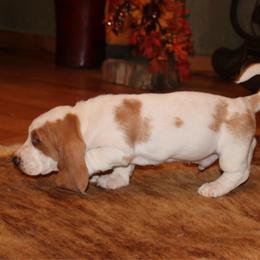 Honey Bear - Lemon and white male Basset Hound puppy in Missouri from Clevenger Farms
