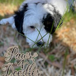 Bernedoodle and Goldendoodle Puppies from Paws 4 Doodles, LLC