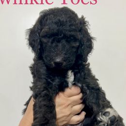 Poodles from Post Falls Poodles