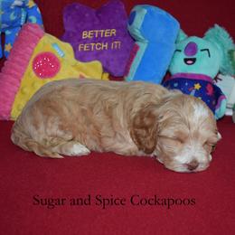 Prince Phillip - Golden male Cockapoo puppy in Hopkins, South Carolina from Sugar and Spice Cockapoos