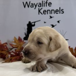 Orange - Yellow male Labrador Retriever puppy in Newton Grove, North Carolina from Wayalife Labradors & Gsp’s