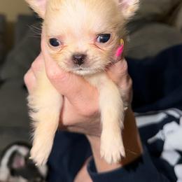 Pibbles - Cream and white male Chihuahua puppy in Williamsburg, Virginia from PAWSitive Cheeky Chihuahuas