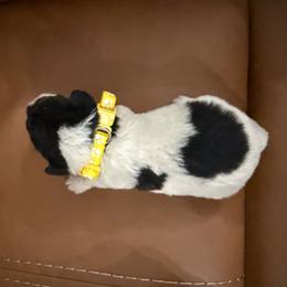 Woody (Yellow) - White and black male Wire Fox Terrier puppy in Knoxville, Tennessee from Wire Hairs of Knoxville