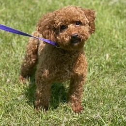 Button - Goldendoodle