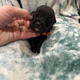 Midnight - Black male Cane Corso puppy in Delta Junction, Alaska from Last Frontier Cane Corsos