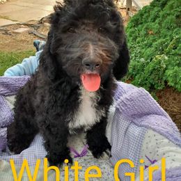 White Girl - Sheepadoodle puppy in Kimberly, Idaho from Wizardwood Doodles
