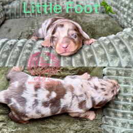Little Foot - Dapple male Dachshund puppy in Hornbeck, Louisiana from A&Z Mini Dachshunds