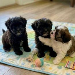 Male puppy - Black and white male Mal-Shi puppy in Summerfield, Florida from Millennium Farms