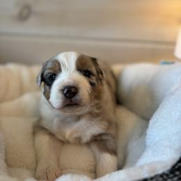 Dolly - Blue merle female Australian Shepherd puppy in Morrow, Ohio from OakHaven Acres Aussies