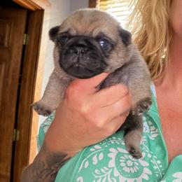 Gus - Fawn male Pug puppy in Saint Pauls, North Carolina from Copperfield’s Goldens