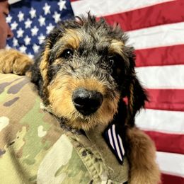Airedale Terrier Puppies from Olson’s Aire Haven