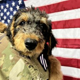 Airedale Terrier Puppies from Olson’s Aire Haven