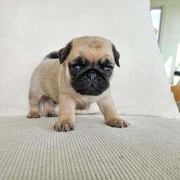 Male fawn - Fawn male Pug puppy in Jacksonville, North Carolina from Coliseum de Cassiope