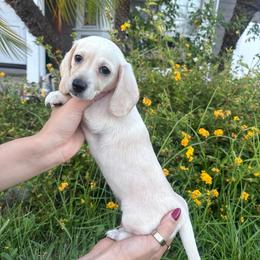 Haven (Girl 2) - Cream female Dachshund puppy in Corona, California from M & M Doxies