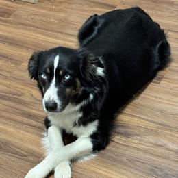Sister - Australian Shepherd