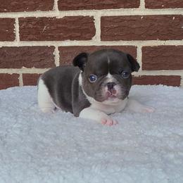 Boy 1 - Blue male French Bulldog puppy in Gloster, Mississippi from Donna's French Bulldogs