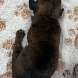 Snow White - Brindle female Dachshund puppy in Martinsville, Indiana from Witchy Woman’s Wiener’s