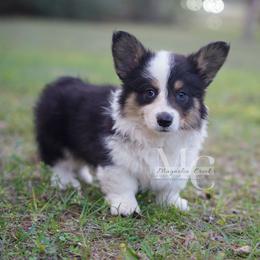 Gigi (Fluffy) - Black and tan female Pembroke Welsh Corgi puppy in Straughn, Alabama from Magnolia Creek Corgis
