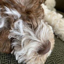 Lagotto Romagnolo Puppies from Sandra Lowrey's Lagotto Romagnolo