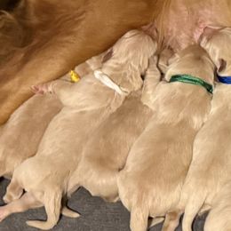 Miss White - Golden female Golden Retriever puppy in Havana, Florida from Golden Gems