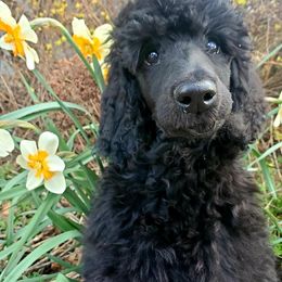 Poodle Puppies from Vintage Poodles