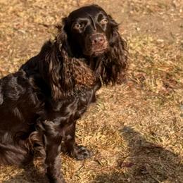 Reba - Boykin Spaniel
