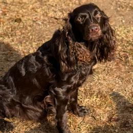 Reba - Boykin Spaniel