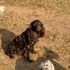 Reba - Boykin Spaniel