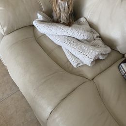 Yorkshire Terrier All Grown Up from My Yorkie Melts❤️❤️❤️