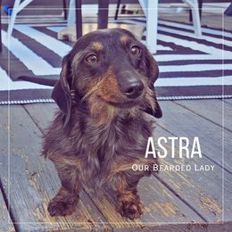 Astra - Dachshund