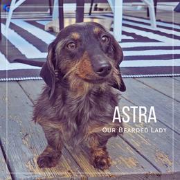 Astra - Dachshund