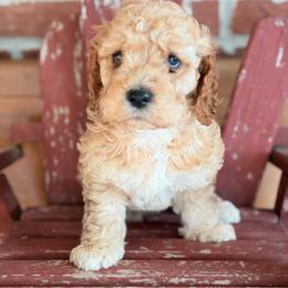 Oak- male 1 - Red male Cockapoo puppy in Mountain View, Missouri from Gastineau Doodles