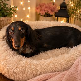 ZurZur - Dachshund