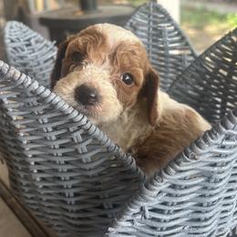 Light Blue - aka California - Nevada - Parti male Goldendoodle puppy in Eunice, Louisiana from Maison De Pawz