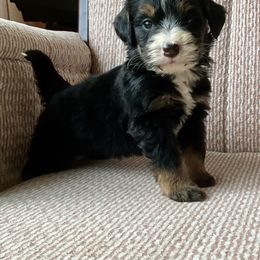 Donner -TRI COLOR - Tri-color male Bernedoodle puppy in Apple Creek, Ohio from Arlene Hershberger