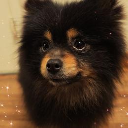 Buddy - Black and tan male Pomeranian puppy in Albany, Oregon from Purrs N Poms