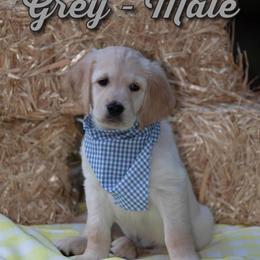Golden Retriever Puppies from Valley County Goldens